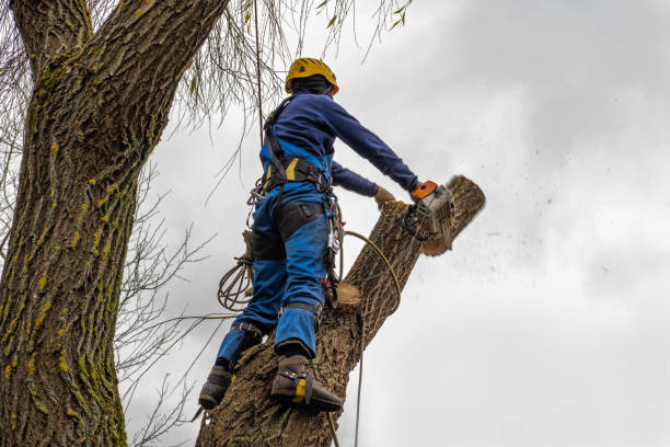 Best Leaf Removal Services  in Hyrum, UT