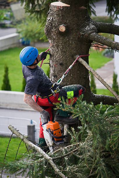 Best Hedge Trimming  in Hyrum, UT