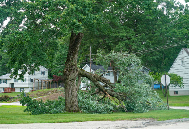 Reliable Hyrum, UT  Tree Services Solutions