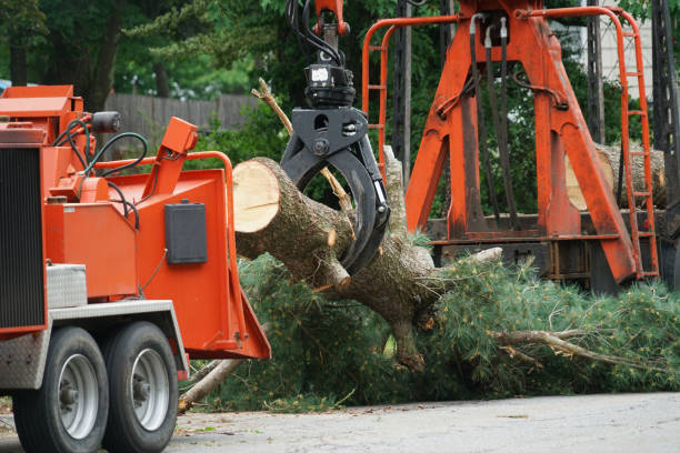 Best Tree Removal Service  in Hyrum, UT