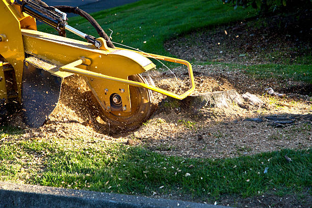 Best Tree Disease Treatment  in Hyrum, UT